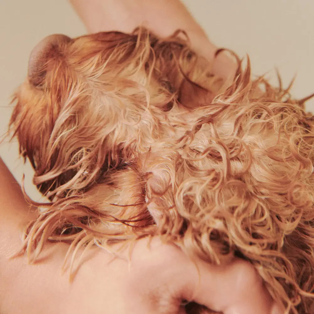 Nourish Gentle Hydrating Dog Conditioner