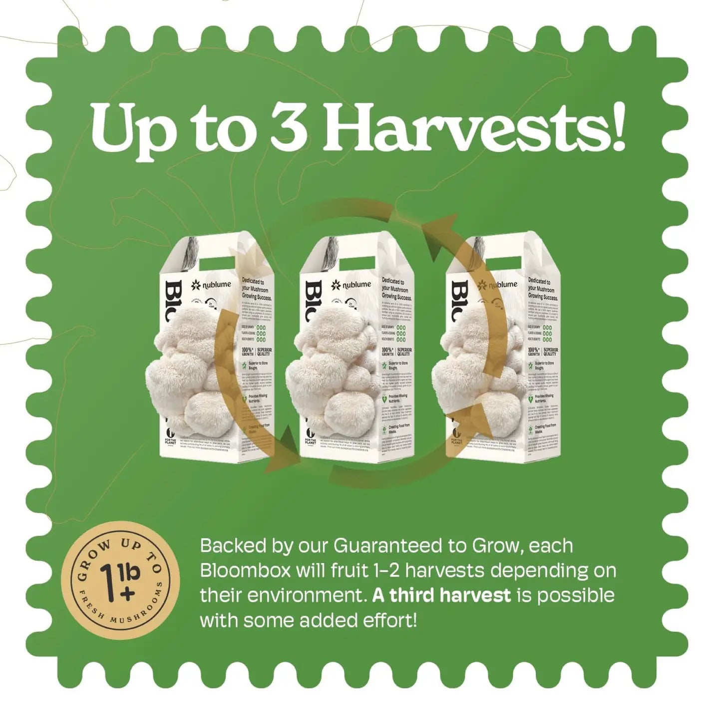 Lion’S Mane Mushroom Grow Kit | Diy Indoor Garden |