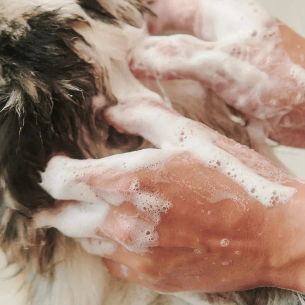 Soothe Gentle Cleansing Dog Shampoo