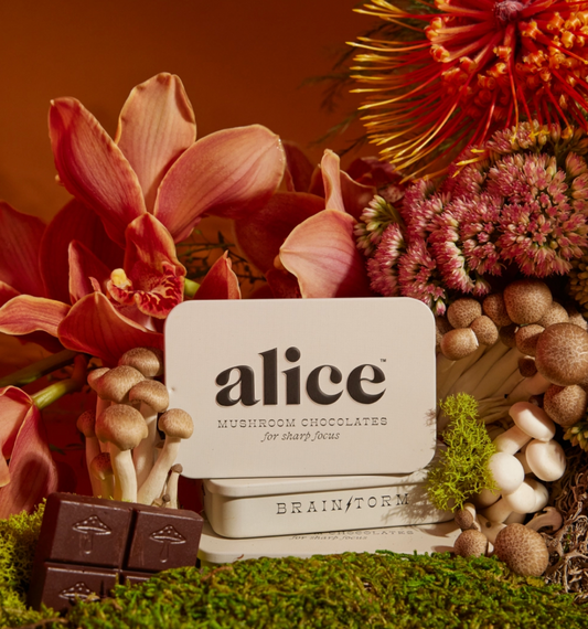 Alice Mushroom-Brainstorm — Mushroom Chocolate Supplement For Focus