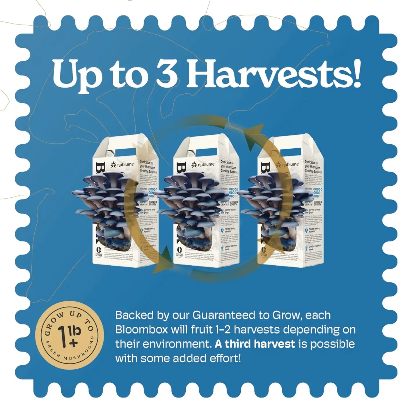 Blue Oyster Mushroom Grow Kit |